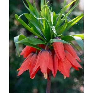 ПОИСК Рябчик императорский Рубра Максима - экзотический многолетник с алыми цветами 89381411