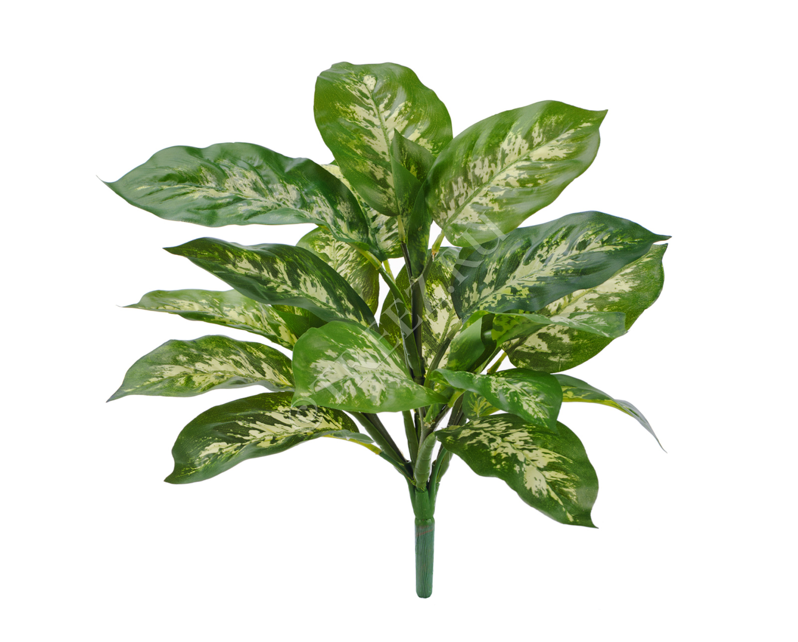 20.1440GW Диффенбахия бело-зелёная куст Цветочная коллекция 