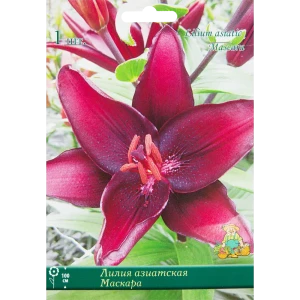 Лилия азиатская «Маскара», размер луковицы 14/16 82319573 STLM-2172386