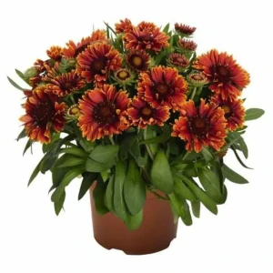 Гайлардия ø12 h25 см 83248191 STLM-2178978