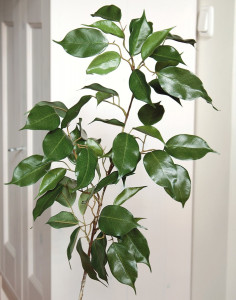 6887 883 a3 Ветка фикуса искусственная, 91 см, зеленая H-andreas