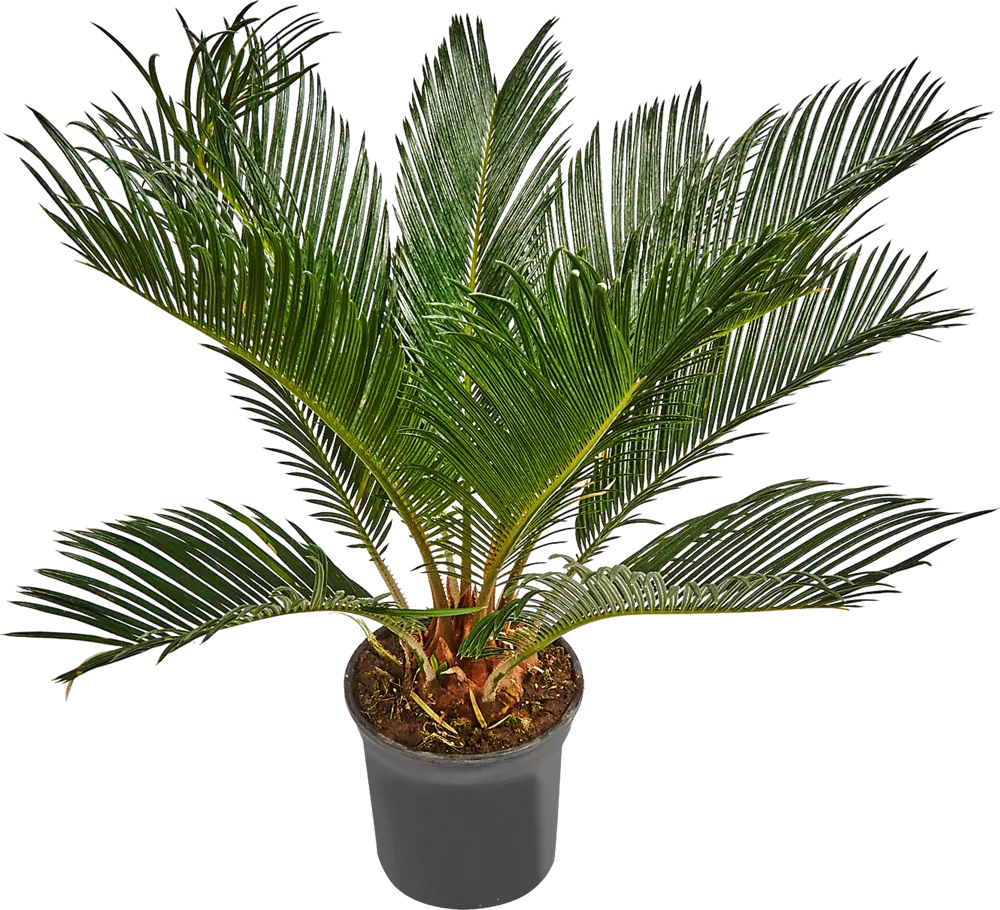 Santreyd Цикас революта — живая саговая пальма для интерьера 82578958