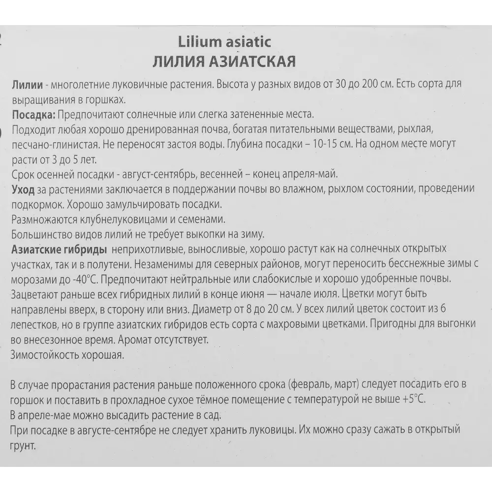 Лилия азиатская махровая Спарго Кап 85205791 STLM-2093998 ПОИСК  - Вид №2