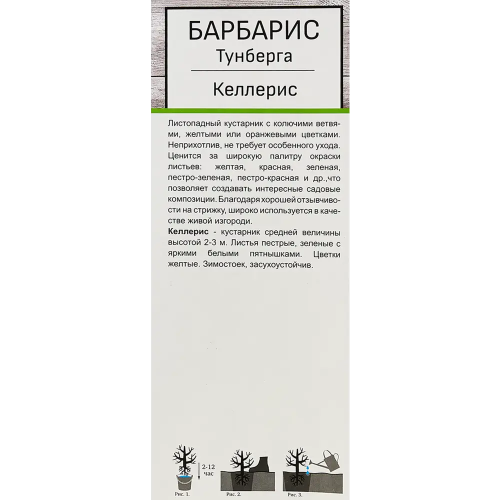 Барбарис Тунберга Келлерис h35 см 89353396 STLM-2122300 Santreyd  - Вид №2