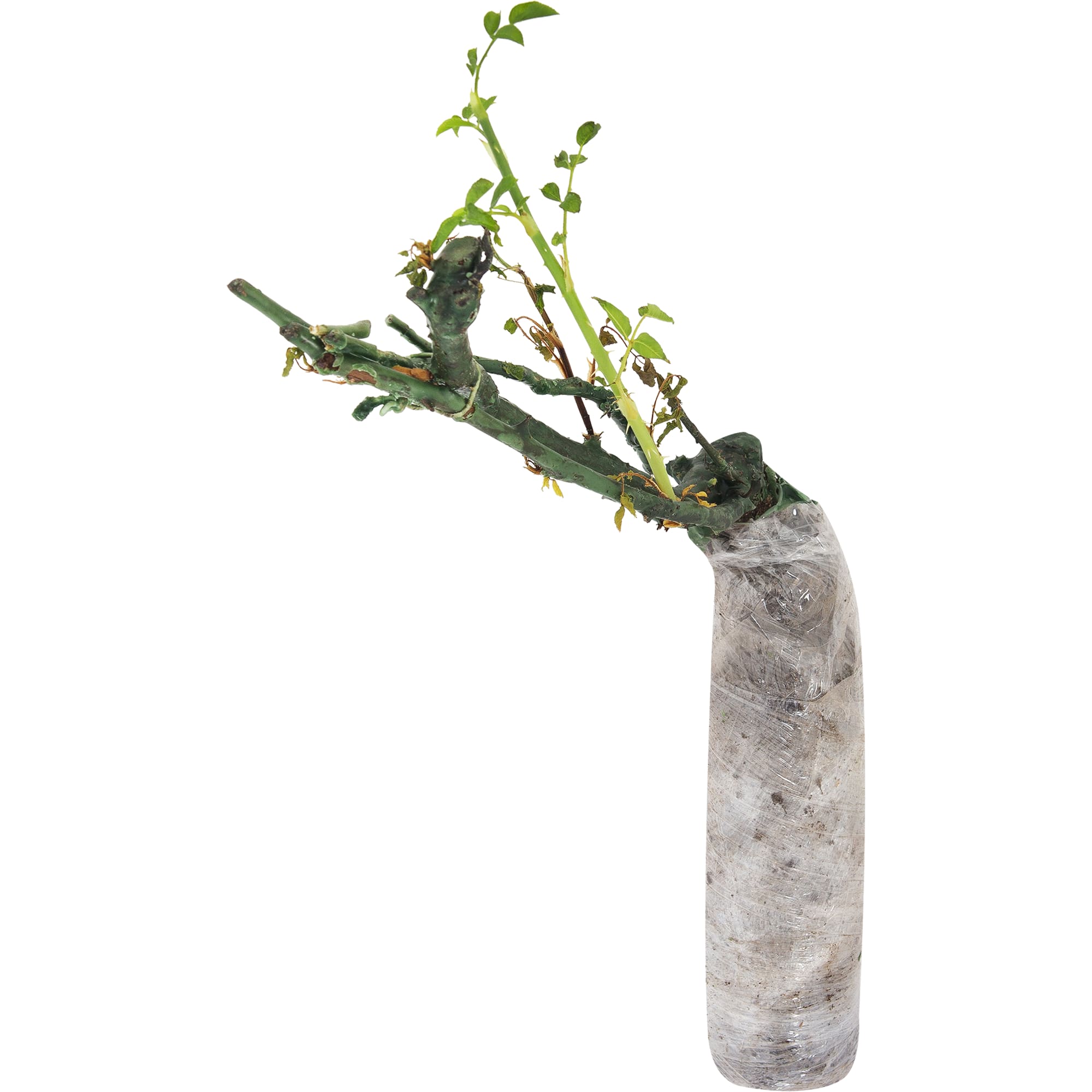 82142859 Роза парковая «Мартин Фробишер» в тубе Santreyd  - Вид №1