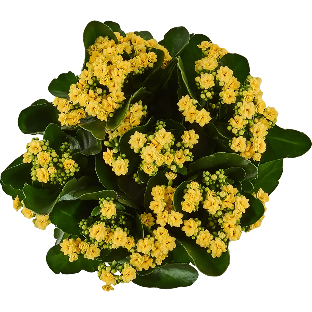 Каланхое Calandiva Mix, 30x23 см 17699090 STLM-2008500 Santreyd  - Вид №1