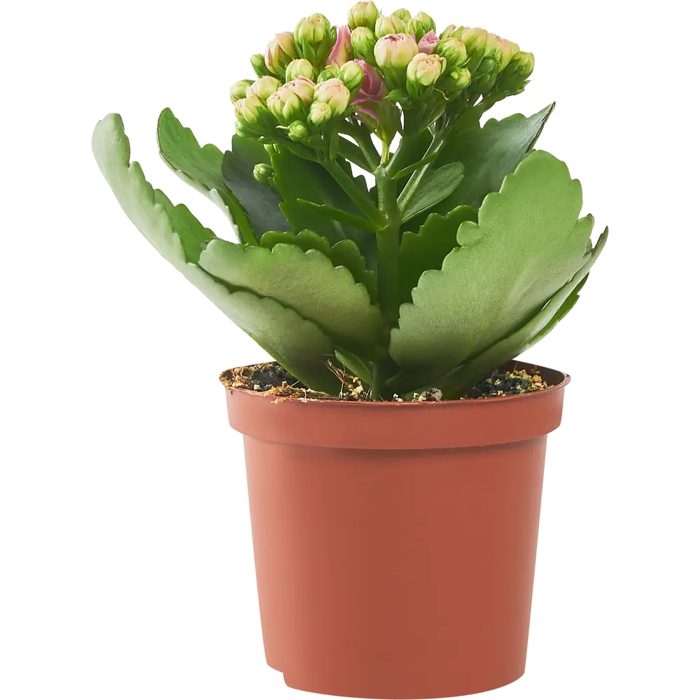 Santreyd Каланхоэ Блоссфельда - цветущий суккулент с глянцевой листвой 86720739 STLM-0070954 - Вид №3