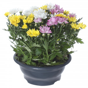 17699073 Хризантема микс