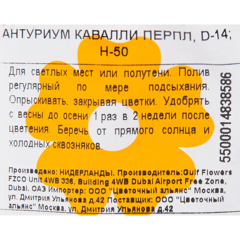 Антуриум "Кавалли Перпл" 14x50 см 82850408 STLM-2128082 Santreyd  - Вид №2
