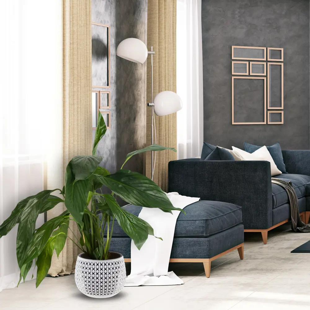 Спатифиллум Бинго Купидо 17x70 см 82399742 STLM-2033998 Santreyd  - Вид №5