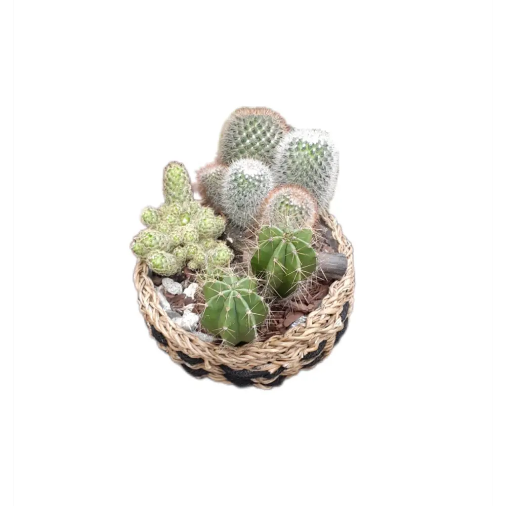 Кактус микс в плошке d30 h40 82580041 STLM-2026966 Santreyd 