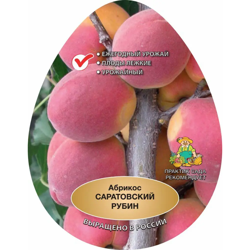 Абрикос Саратовский рубин ø20 h220 см 83787937 STLM-2205697 Santreyd 
