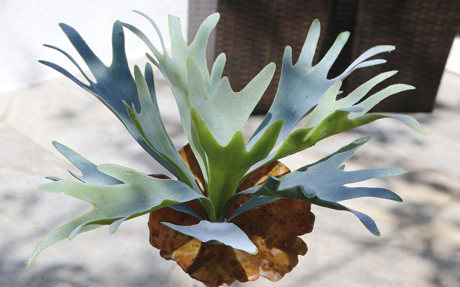 4912 809 a3 Искусственный папоротник оленьего рога, 32 см, зелено-серый H-andreas 