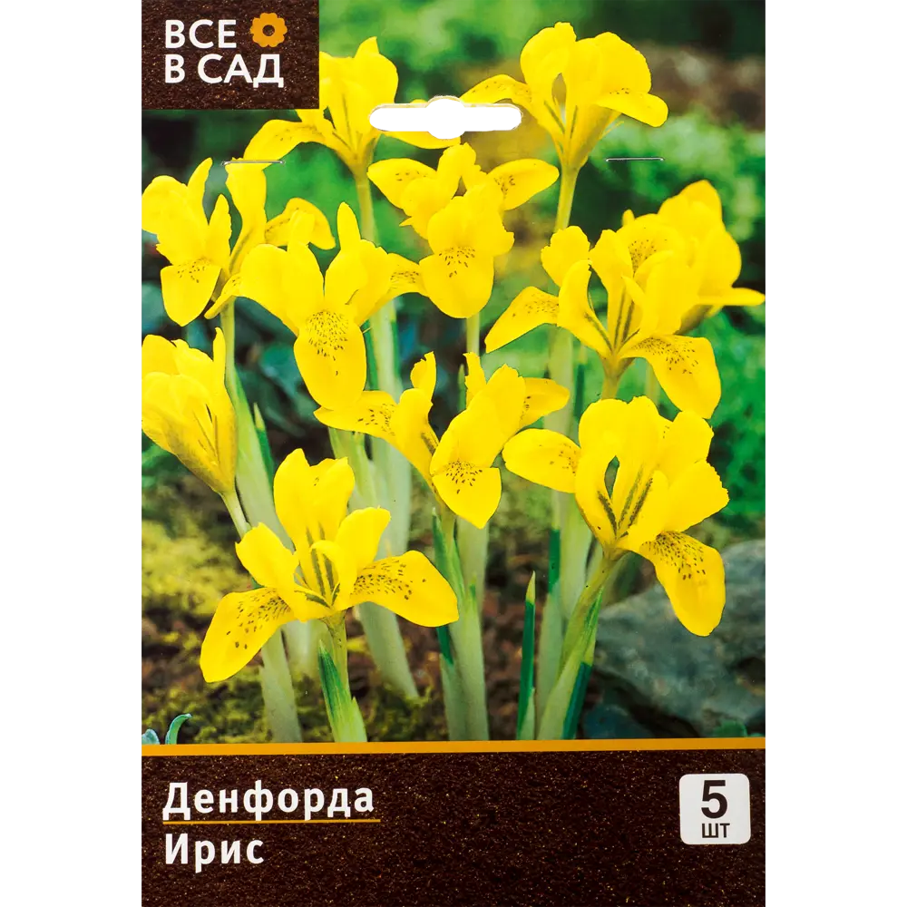 Ирис Денфорда 5/6, 5 шт. 11328319 STLM-2211786 Santreyd 