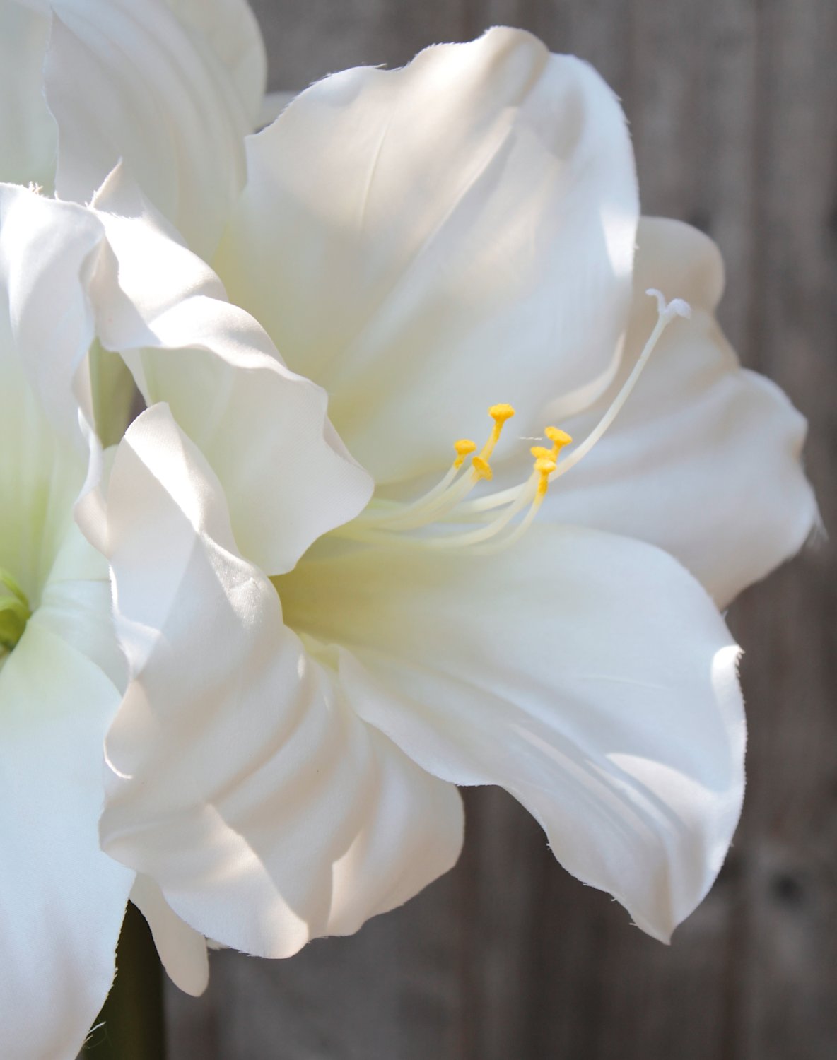 2445 777 a3 Амариллис шелковый, 71 см, белый H-andreas  - Вид №5