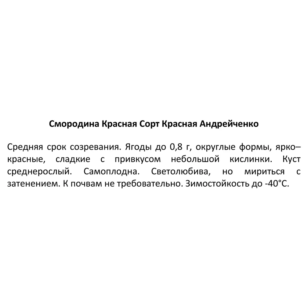 Смородина красная Андрейченко ø16 h40 см 87691046 STLM-2162514 Santreyd  - Вид №3