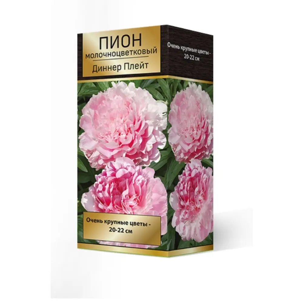 Пион травянистый Диннер Плейт луковица 2-3 83600132 STLM-2141697 Santreyd 