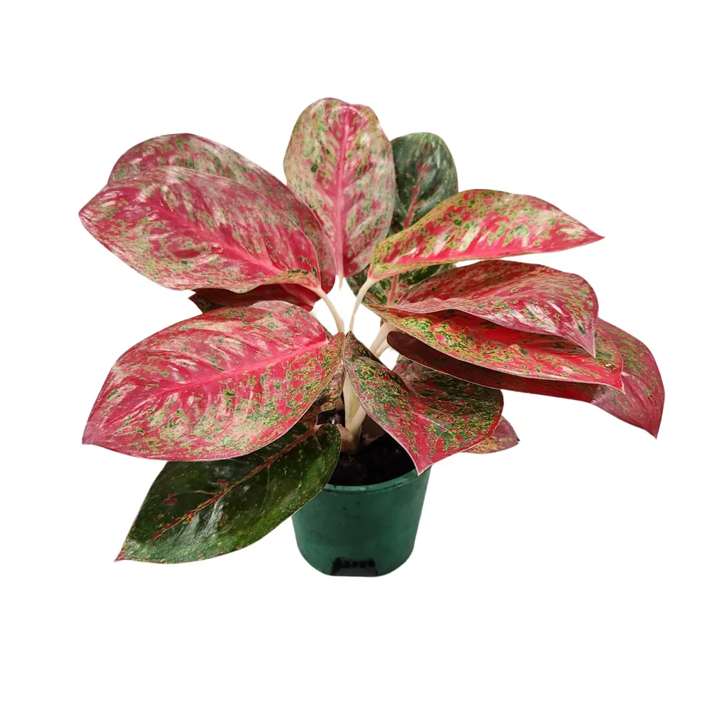 Аглаонема Фаерворкс - комнатное растение с декоративной листвой 89421965 Santreyd STLM-1585176