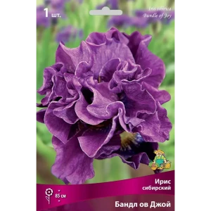 Ирис сибирский Бандл Ов Джой луковица I 83597275 STLM-2112580