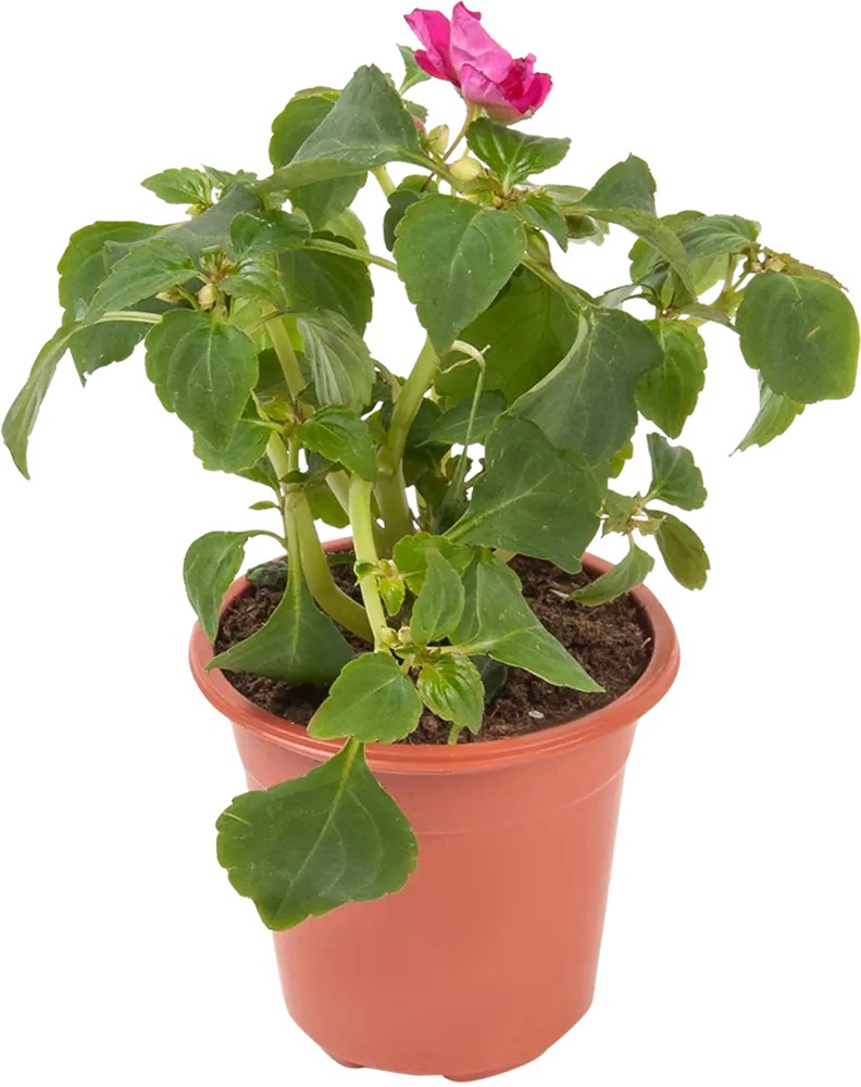 Бальзамин садовый Santreyd - яркий однолетник для цветников и контейнеров 82625824