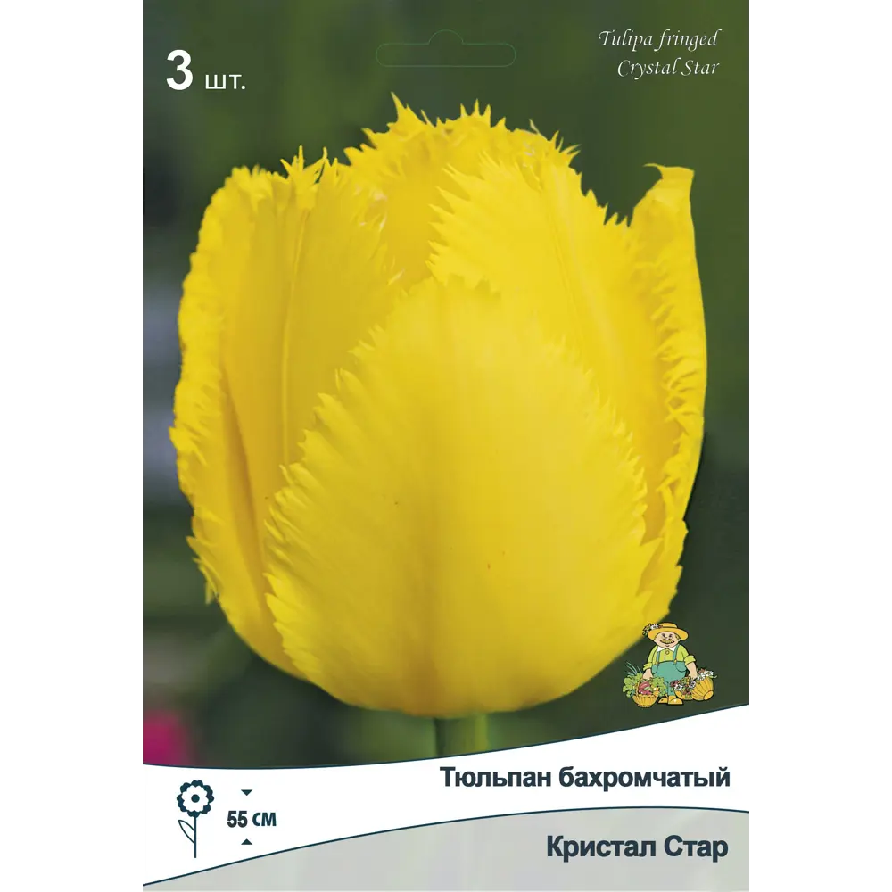 Тюльпан бахромчатый Кристал Стар от ПОИСК — элегантное украшение сада 89381368 STLM-1583544