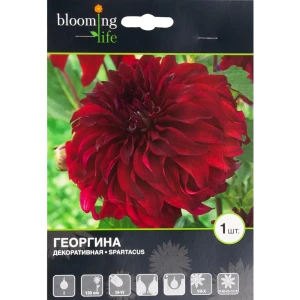 Георгина декоративная Спартакус I, 1 шт 82539302 STLM-2097699