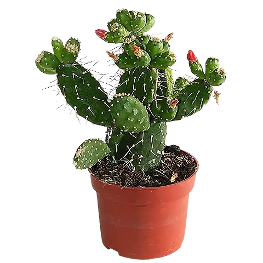 Santreyd Опунция красная — цветущий кактус для интерьера 87819693 STLM-0075890 - Вид №1