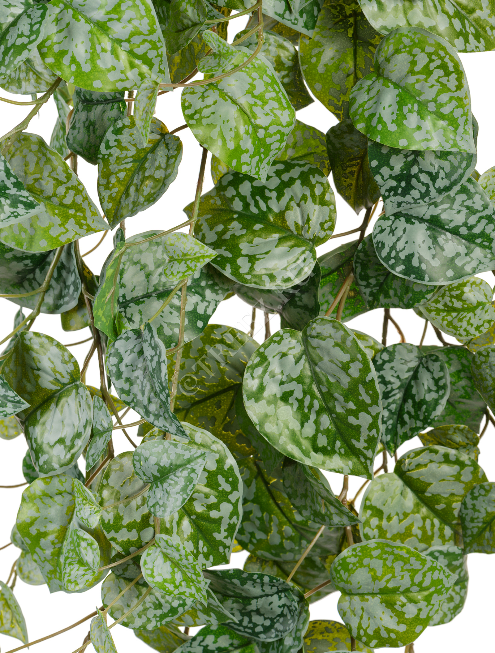 20.05190263GG-M Сциндапсус Пиктус серебристо-зелёный Цветочная коллекция  - Вид №1