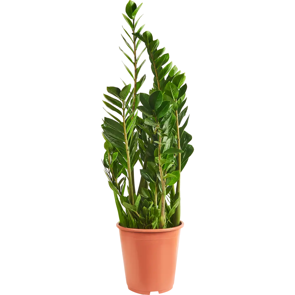 Santreyd Замиокулькас Замиелистный — изысканное комнатное растение с пышной кроной 85324962 STLM-0061526