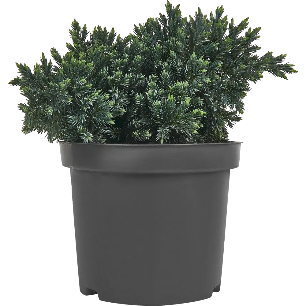 Можжевельник чешуйчатый Блю Стар ø15 h40 см 84834063 STLM-2103226 PLANTMARKET 