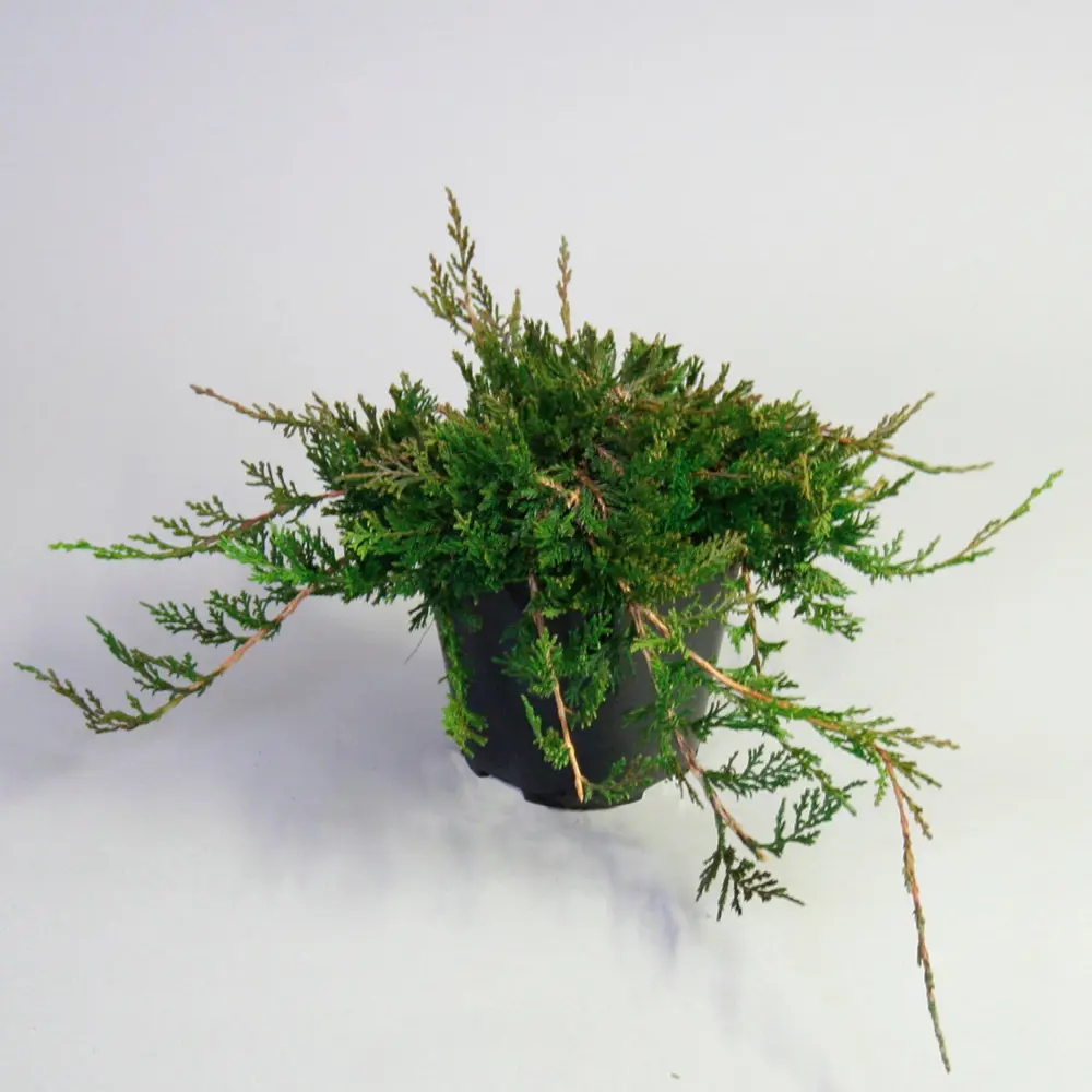 Можжевельник горизонтальный Вилтони ø15 h35 см PLANTMARKET STLM-2006094 - Вид №3
