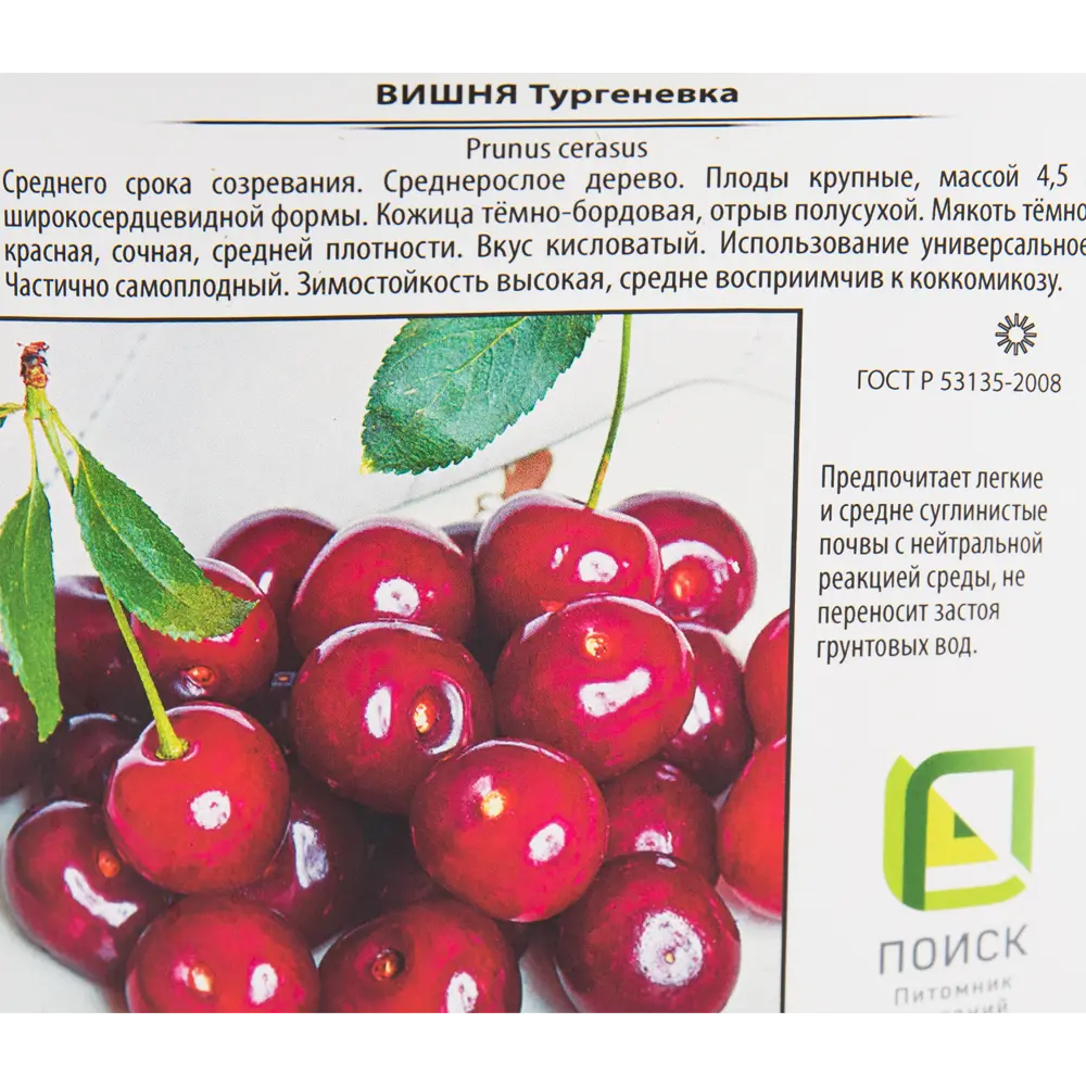 Саженец вишни Тургеневка от Santreyd - морозостойкий сорт с сочными плодами 82585395 STLM-0966711 - Вид №1