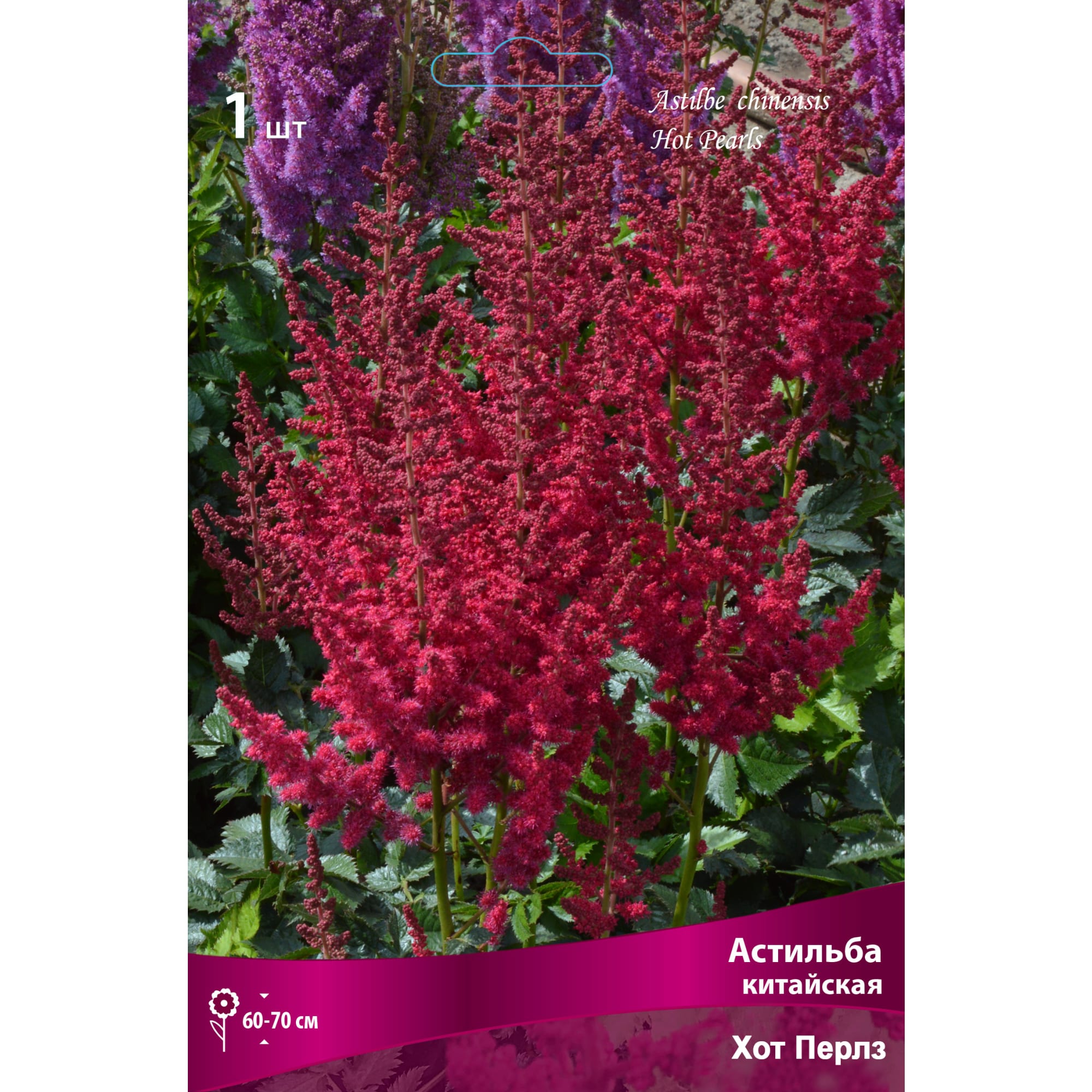 88294701 Астильба китайская Хот перлз луковица I Santreyd 
