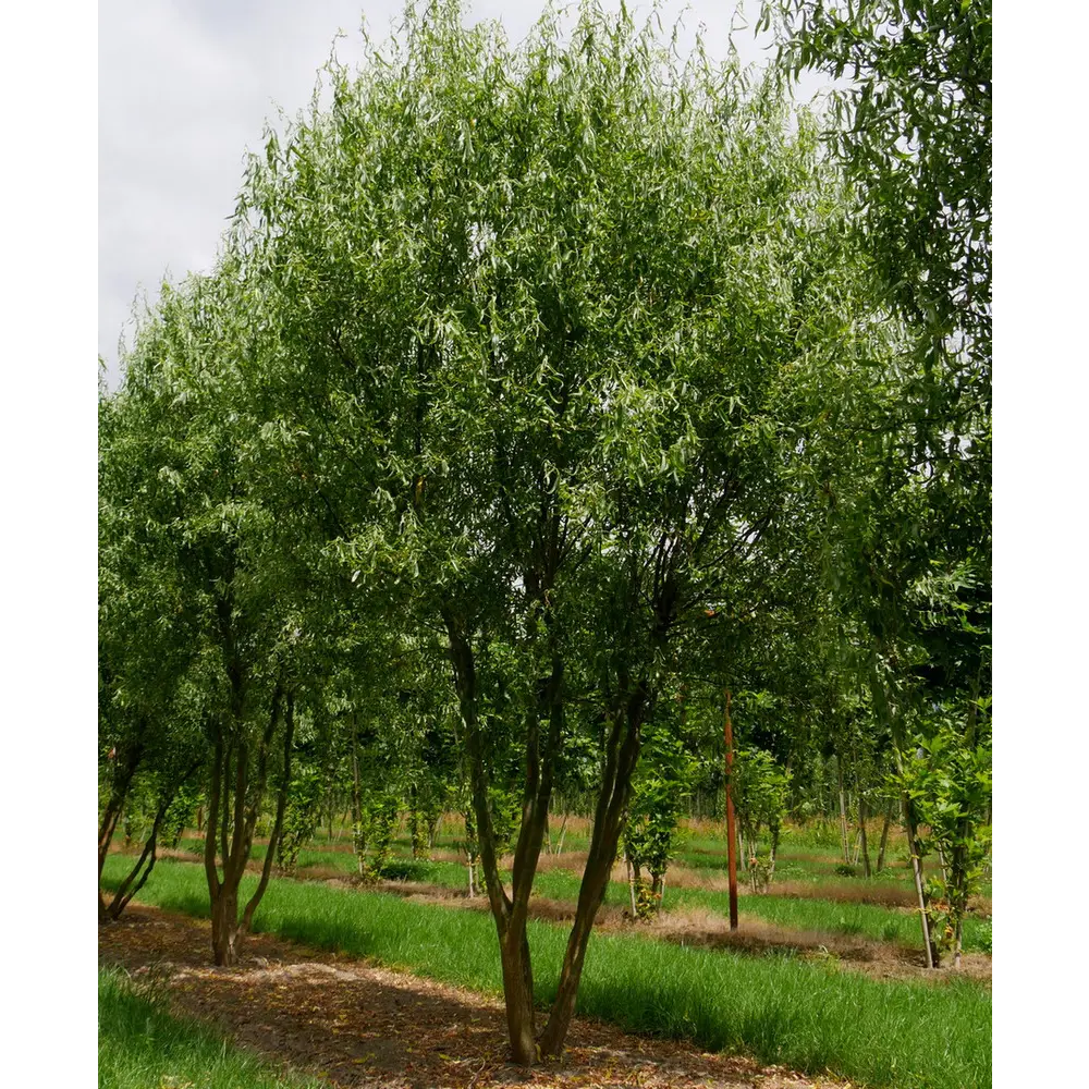 Ива Матсудана ø19 h40 - 60 см 89465390 STLM-2138997 PLANTMARKET 