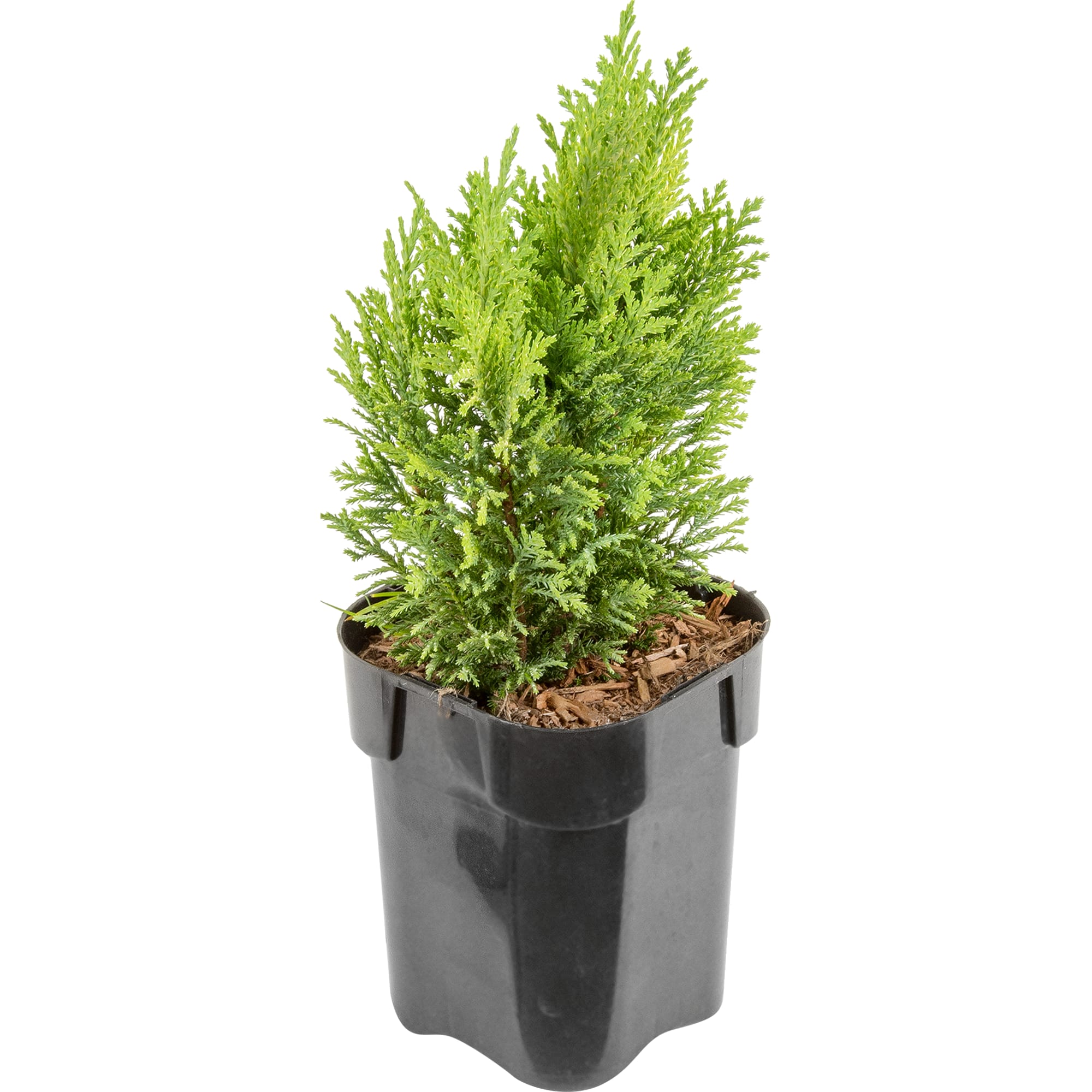 82176394 Кипарисовик Лавсона «Элвуди Эмпаир» 1 л 20 см Santreyd 