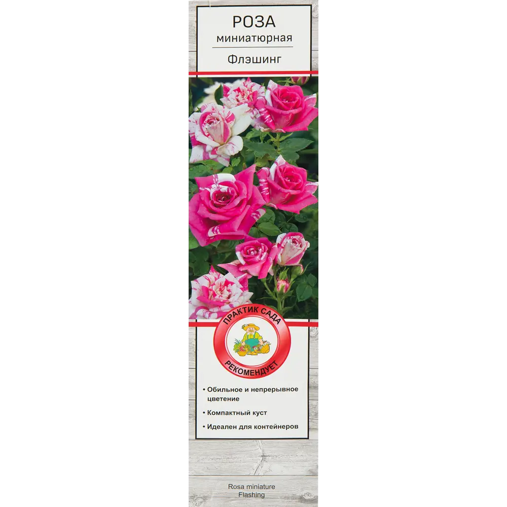 Роза миниатюрная Флэшинг 82527382 STLM-2198493 Santreyd 