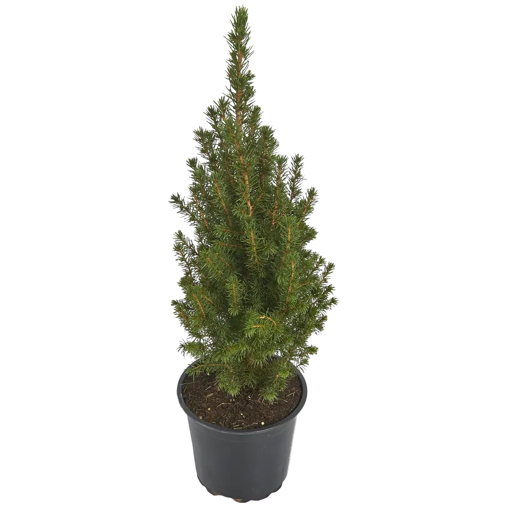 Ель Коника 15x55 см 82466888 STLM-2174609 Santreyd 