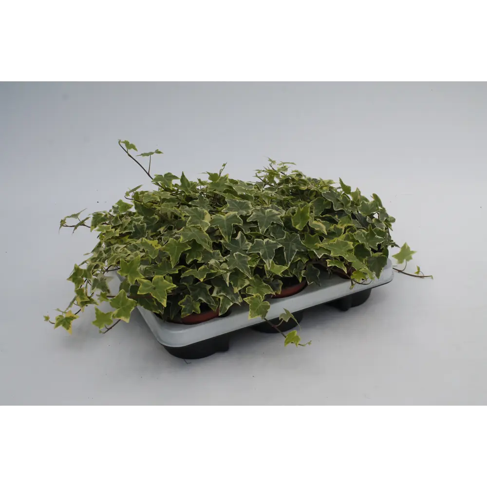 Santreyd Хедера Хеликс микс - вьющееся комнатное растение 82383182 STLM-0958964 - Вид №3