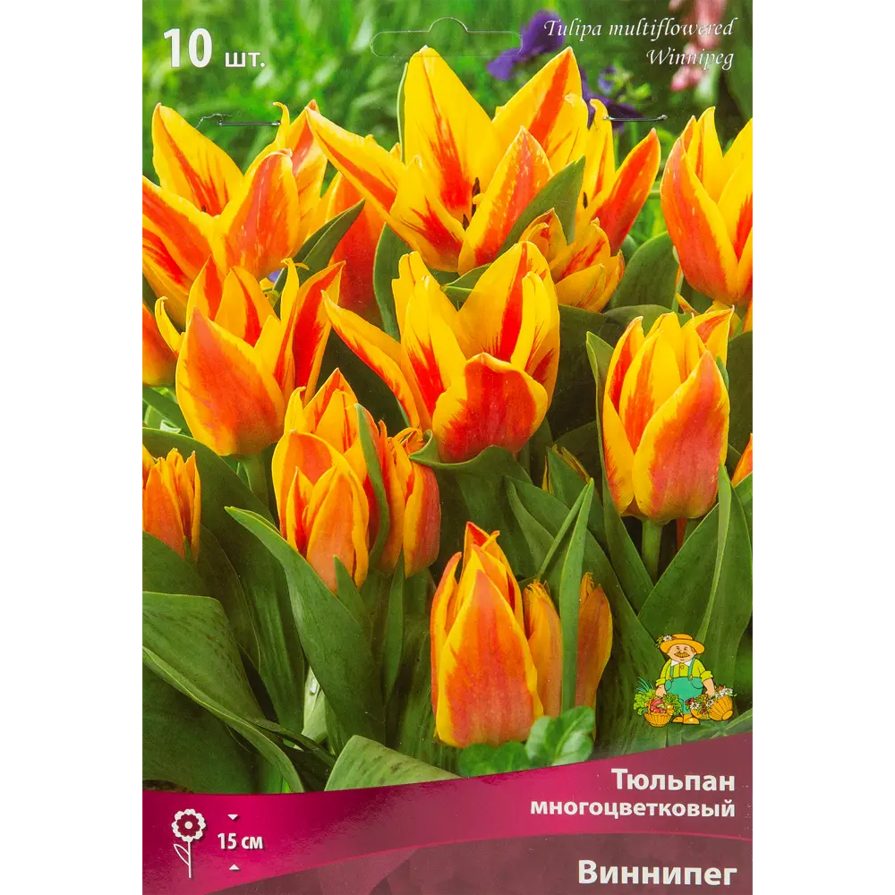 Тюльпан многоцветковый Виннипег, 10 шт ПОИСК STLM-2055457
