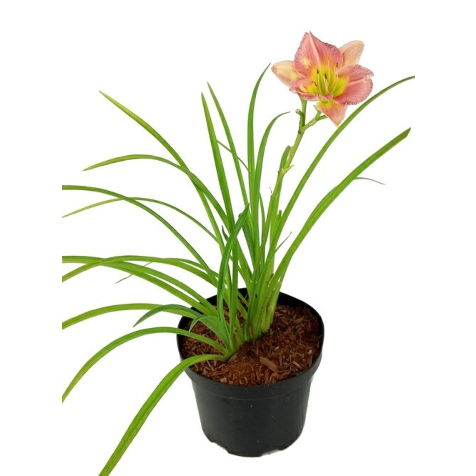 83248263 Лилейник ø17 h35 см Santreyd 