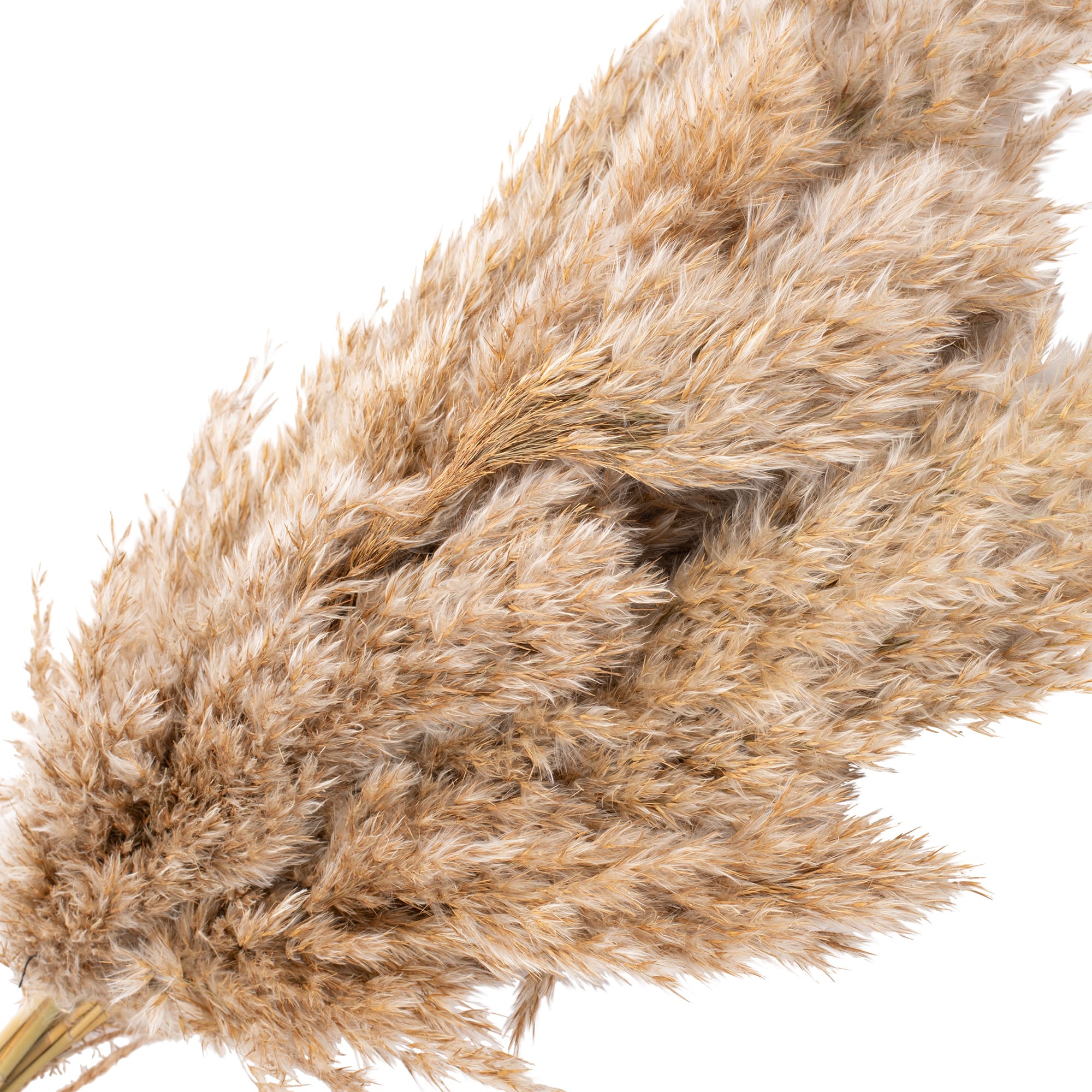 89896959 Букет Камыш h117 см Santreyd  - Вид №1