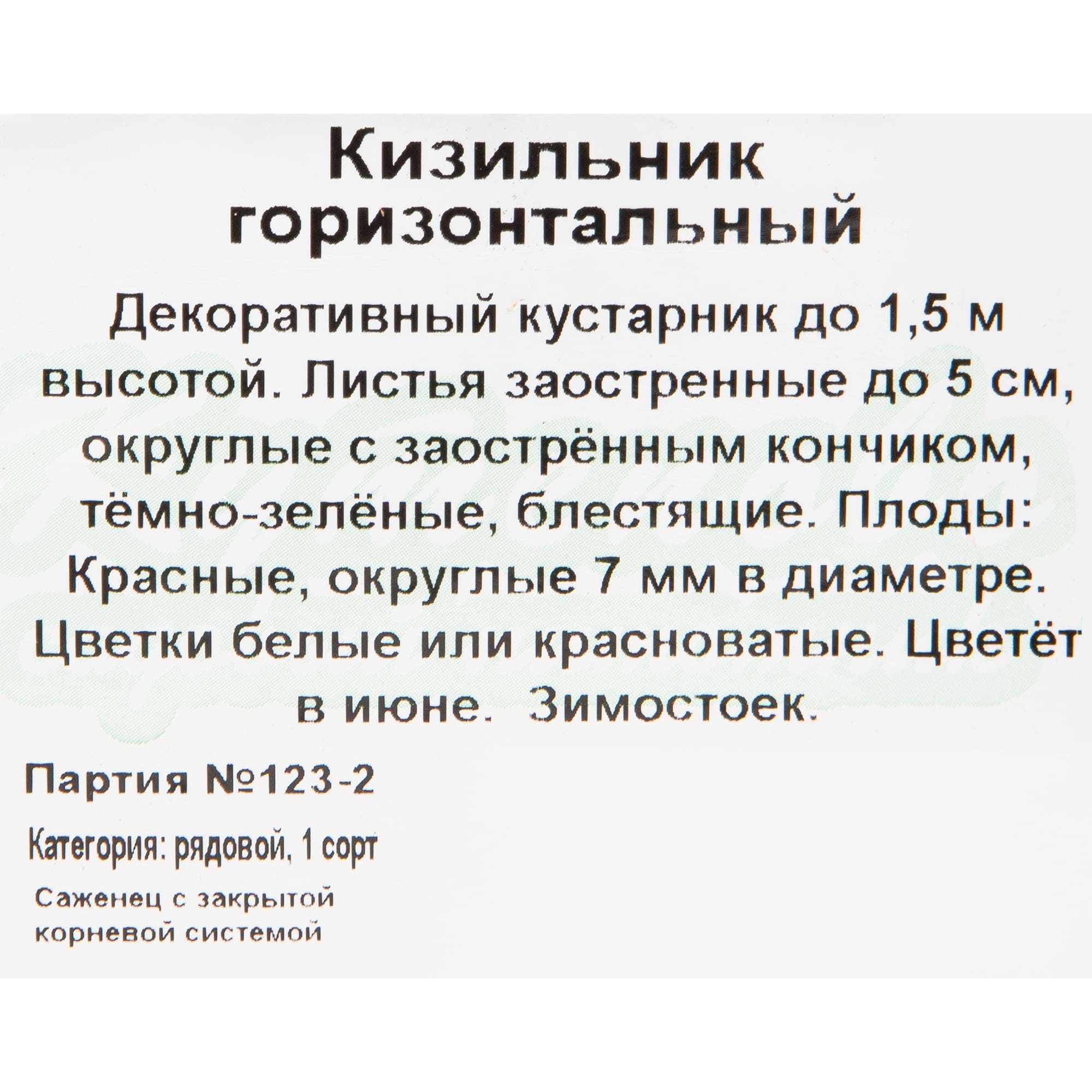 18321021 Кизильник горизонтальный С1, 20 см Santreyd  - Вид №1