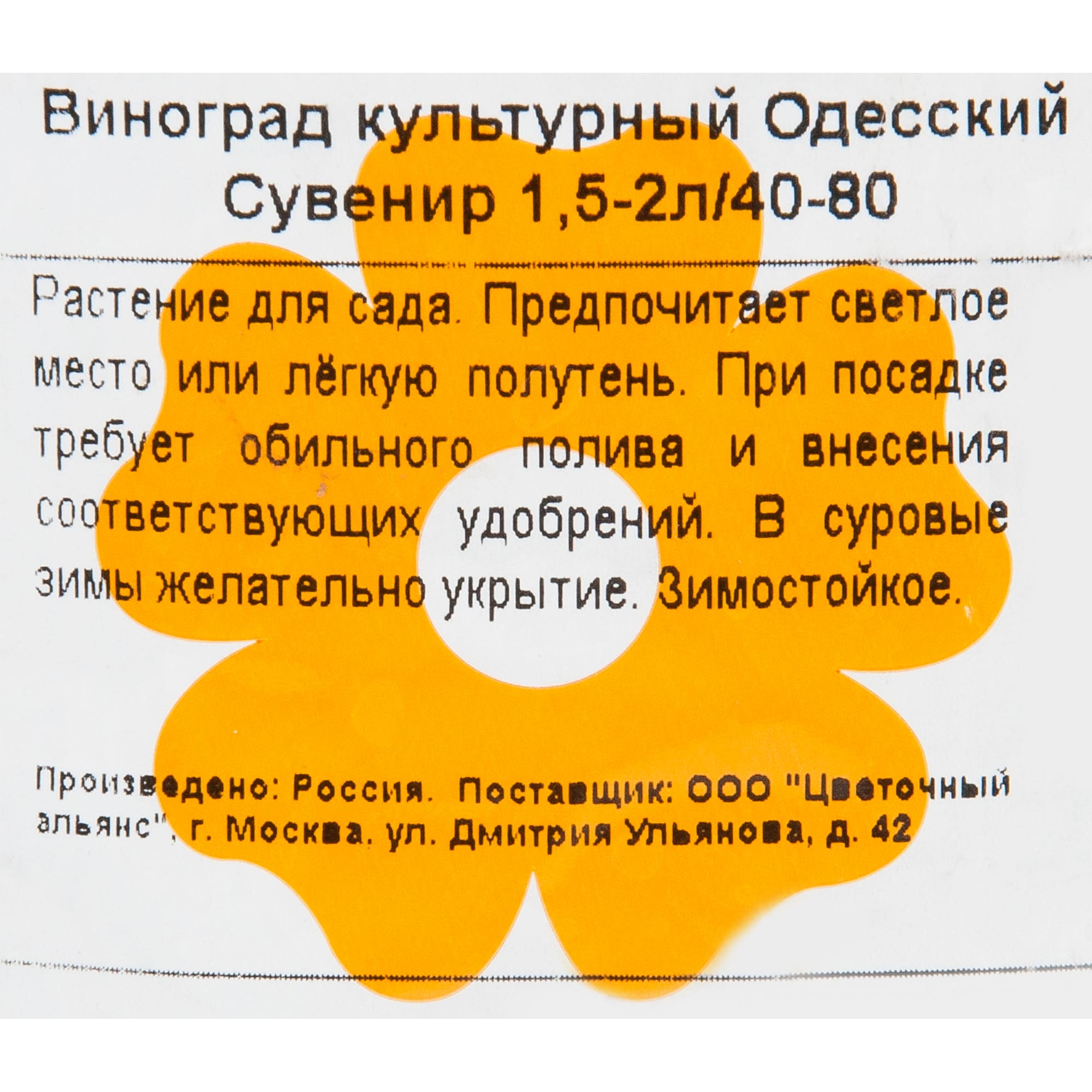82601693 Виноград одесский «Сувенир» 1.5-2 л высота 40 см Santreyd  - Вид №1