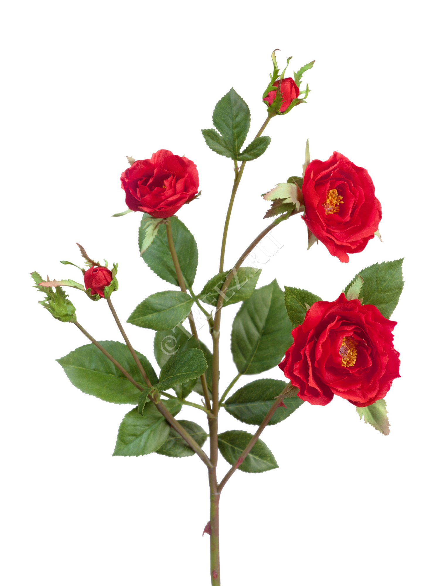 30.0613111RD Роза Вайлд ветвь красная Цветочная коллекция 