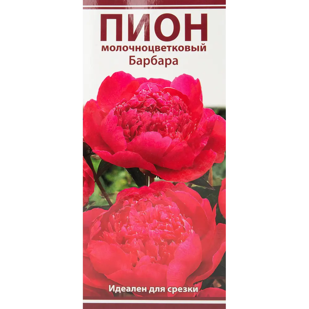 Пион молочноцветковый Барбара разбор 2-3 88294982 STLM-2119227 Santreyd 