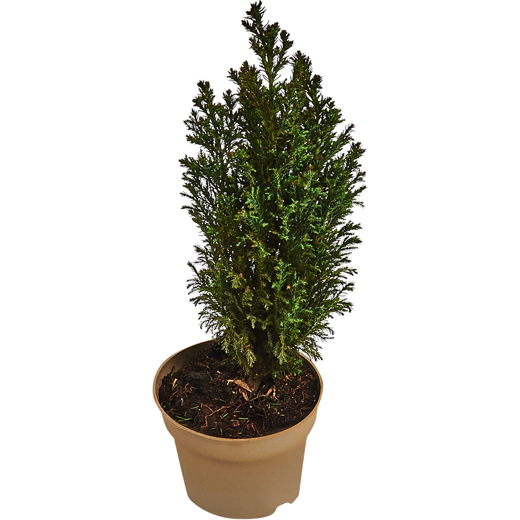 82621041 Кипарисовик Лавсона «Элвуди» 13x40 см Santreyd 