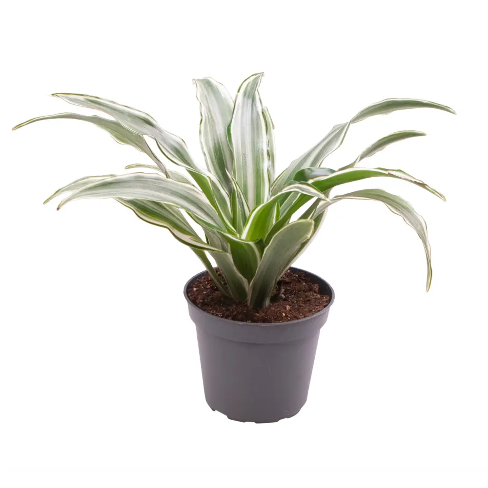 Santreyd Драцена Драгон Три Канзи - изысканное комнатное растение 89374995 STLM-1338213