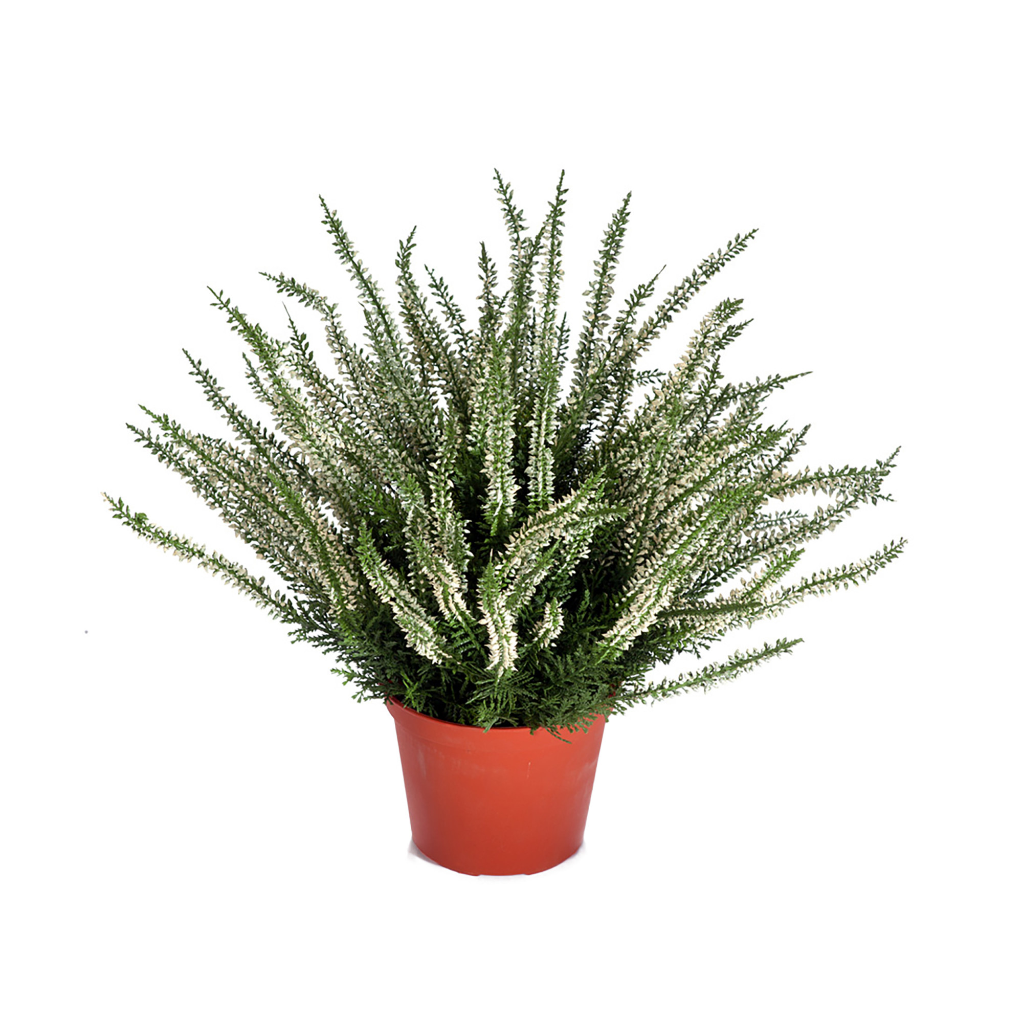 2000983229434 Эрика (вереск) 35 см COSMO RED 