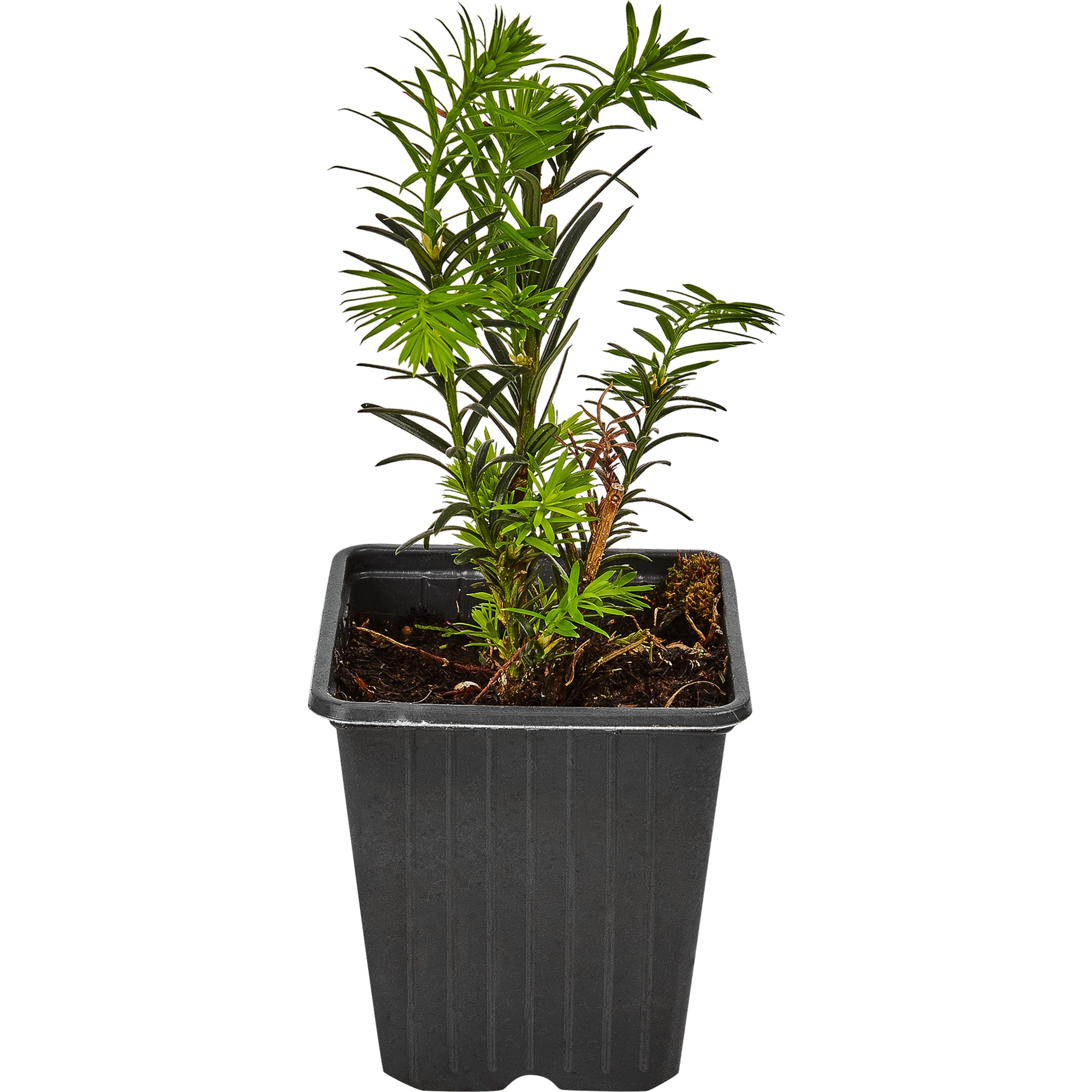 82601681 Тис средний «Хилли» 9x20 см Santreyd 