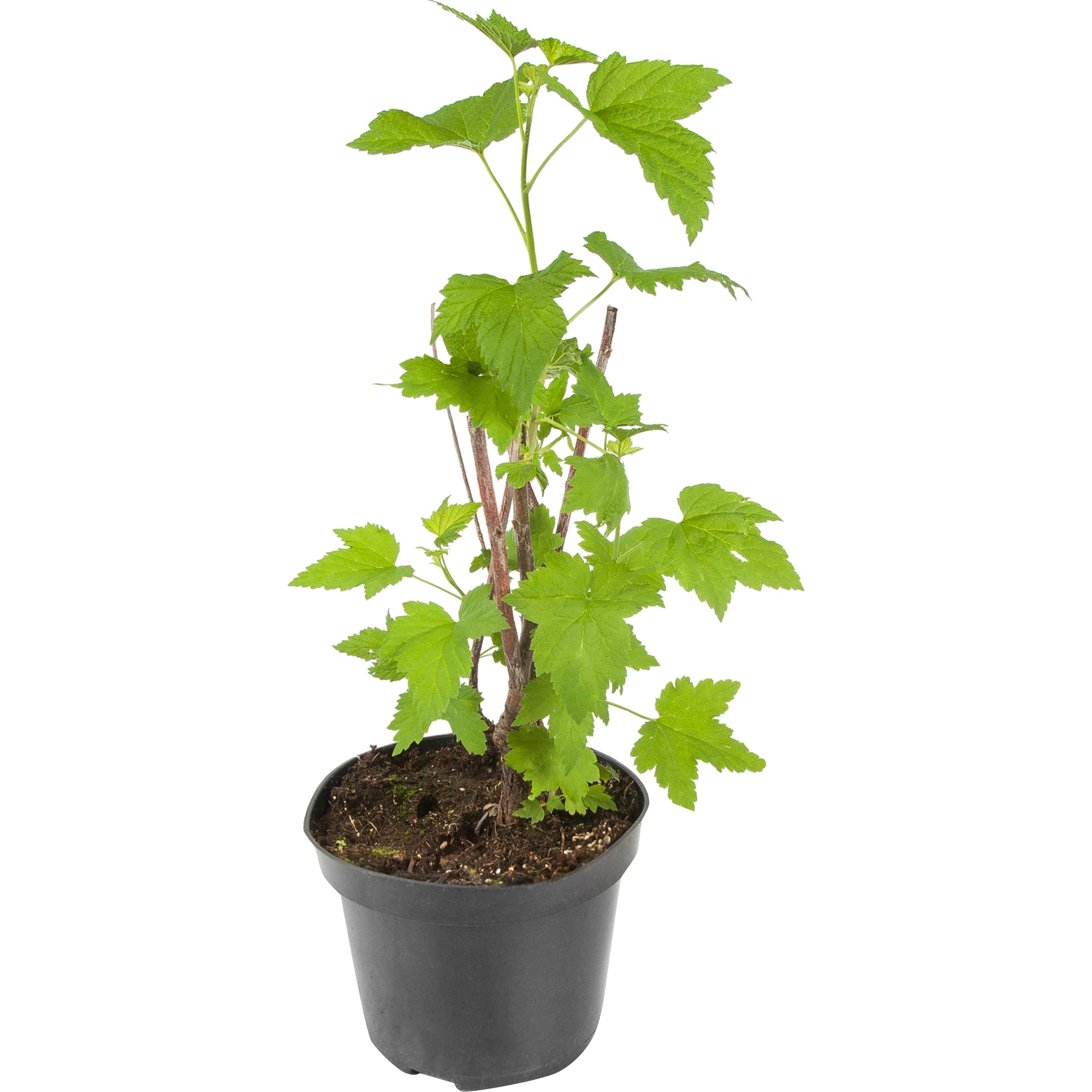 18469878 Смородина чёрная «Селеченская», С3-С4 Santreyd 